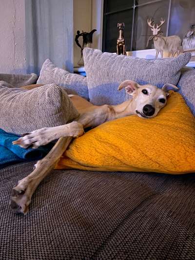 Windhunde - Treffen der besonderen Schönheiten
HERZLICH WILLKOMMEN-Beitrag-Bild