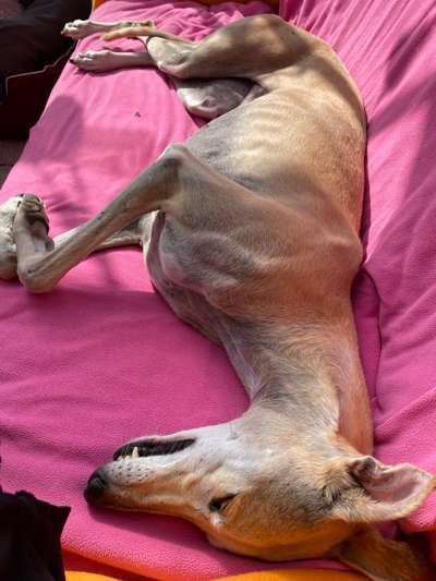 Windhunde - Treffen der besonderen Schönheiten
HERZLICH WILLKOMMEN-Beitrag-Bild