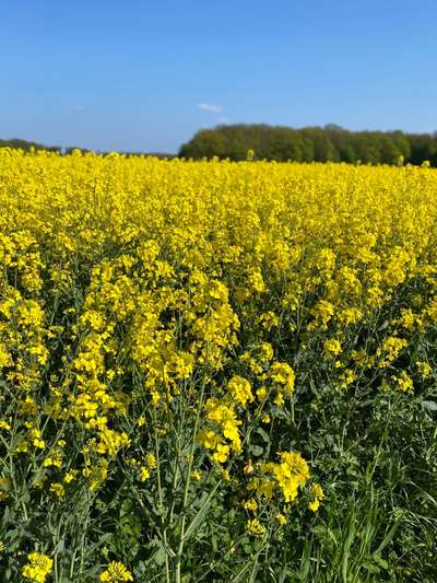 Windhunde - Treffen der besonderen Schönheiten
HERZLICH WILLKOMMEN-Beitrag-Bild