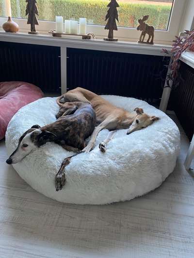 Windhunde - Treffen der besonderen Schönheiten
HERZLICH WILLKOMMEN-Beitrag-Bild