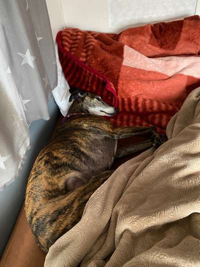 Windhunde - Treffen der besonderen Schönheiten
HERZLICH WILLKOMMEN-Beitrag-Bild