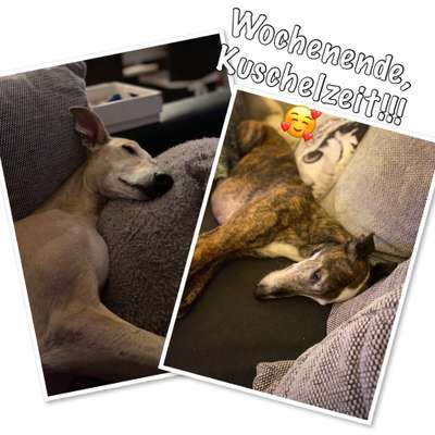 Windhunde - Treffen der besonderen Schönheiten
HERZLICH WILLKOMMEN-Beitrag-Bild