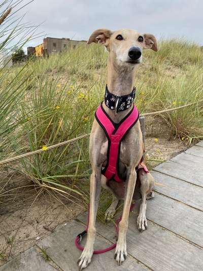 Windhunde - Treffen der besonderen Schönheiten
HERZLICH WILLKOMMEN-Beitrag-Bild