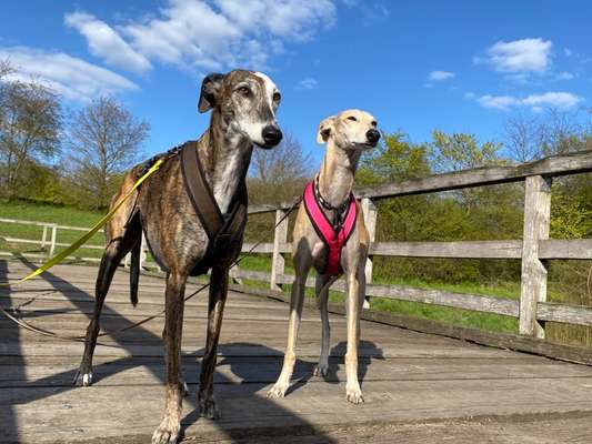 Windhunde - Treffen der besonderen Schönheiten
HERZLICH WILLKOMMEN-Beitrag-Bild