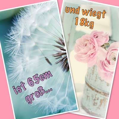 Windhunde - Treffen der besonderen Schönheiten
HERZLICH WILLKOMMEN-Beitrag-Bild