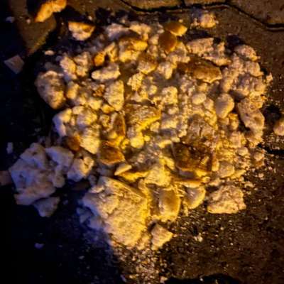 Giftköder-Könnten Giftköder sein-Bild