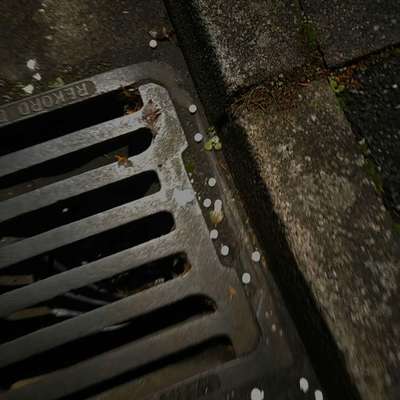 Giftköder-Weiße Tabletten-Bild