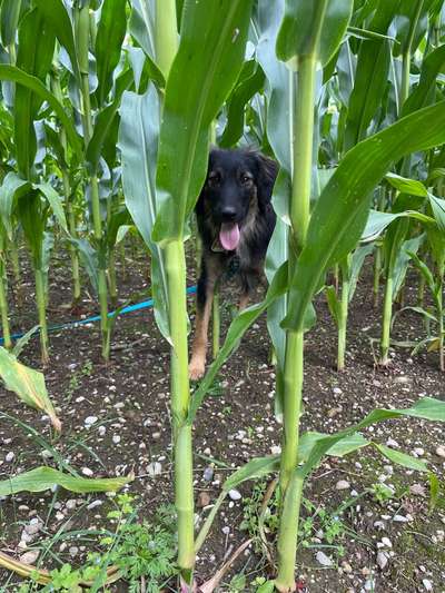 Zeigt mir eure Schäferhund Mischlinge :-)-Beitrag-Bild