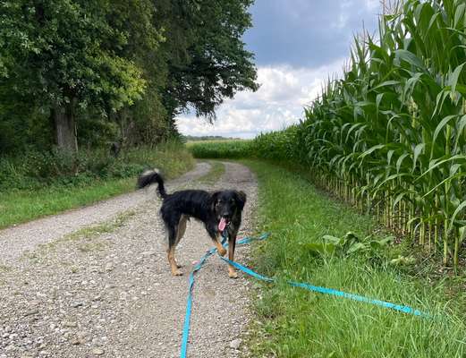 Zeigt mir eure Schäferhund Mischlinge :-)-Beitrag-Bild