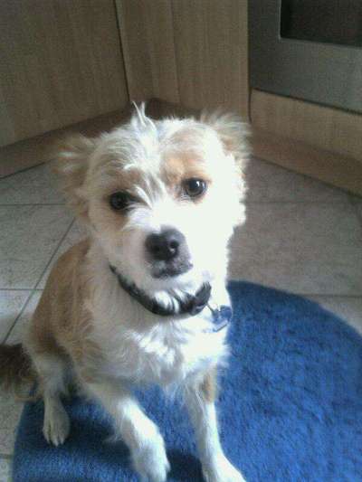 CHALLENGE NR. 19 - Der Hundeblick-Beitrag-Bild