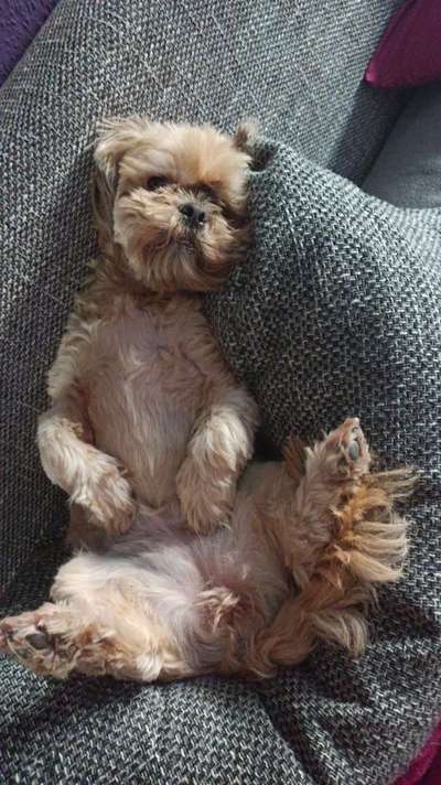 Die Dogorama Wochen Challenge-Beitrag-Bild