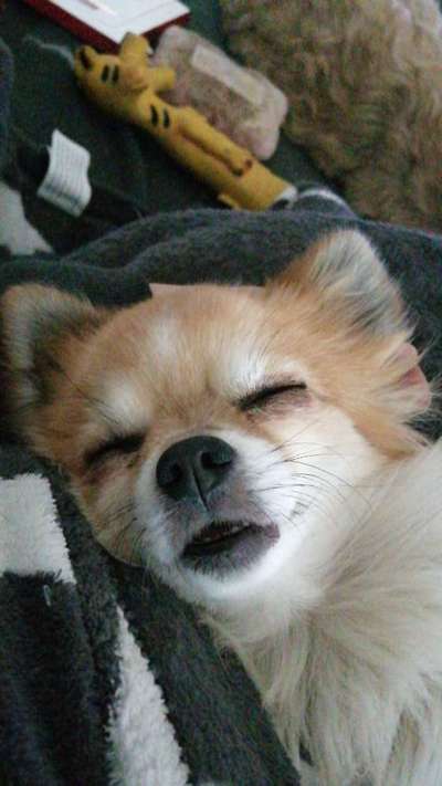 Die Dogorama Wochen Challenge-Beitrag-Bild