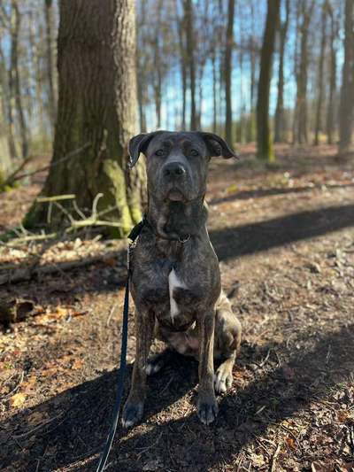 Hundetreffen-Wilder Spielpartner gesucht-Bild