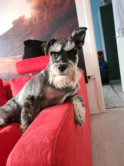 TierschutzhundeStammtisch🐕-Beitrag-Bild