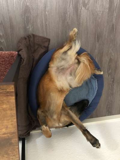 Die Dogorama Wochen Challenge-Beitrag-Bild