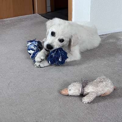 Hundetreffen-Spiel- & Gassipartner-Bild