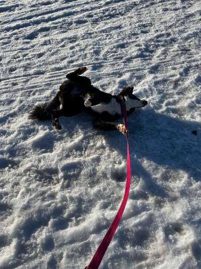 Dogorama Photo Challenge - Es wird nochmal kalt!-Beitrag-Bild