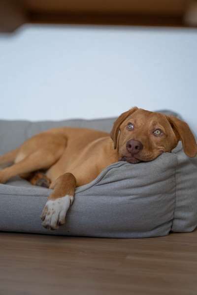 Dogorama Photo Challenge - Einmal lächeln bitte-Beitrag-Bild