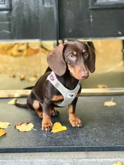 Welche Hunderasse-Beitrag-Bild