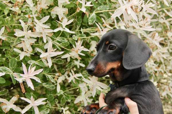 Die Dogorama Monats Challenge "Es grünt und blüht"-Beitrag-Bild