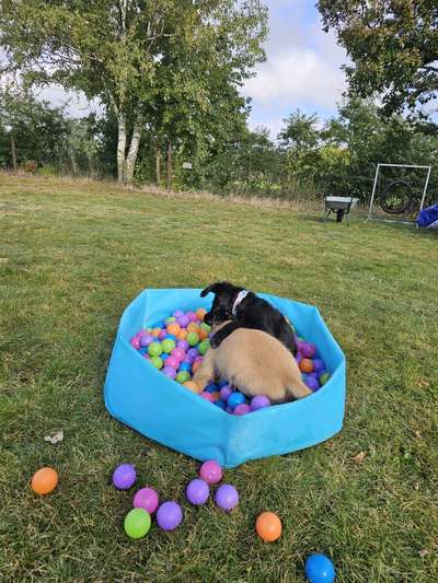 Hundetreffen-Biete Welpengruppe-Bild