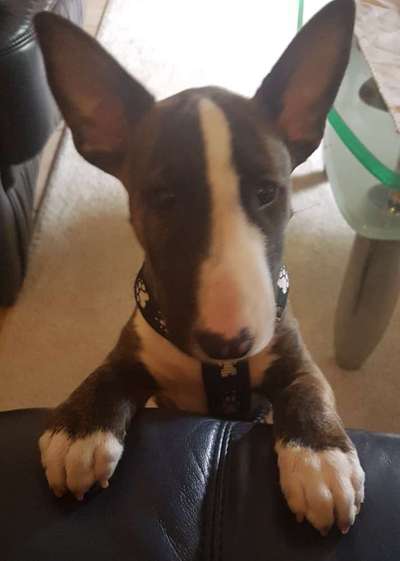 Miniatur Bull Terrier-Beitrag-Bild