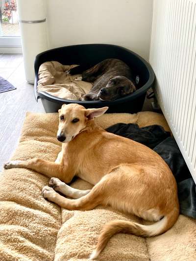 Mischlingshunde Foto Aufruf-Beitrag-Bild