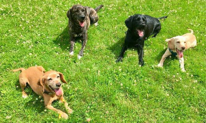 Mischlingshunde Foto Aufruf-Beitrag-Bild