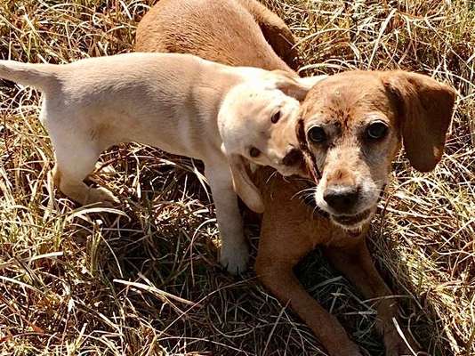 Mischlingshunde Foto Aufruf-Beitrag-Bild