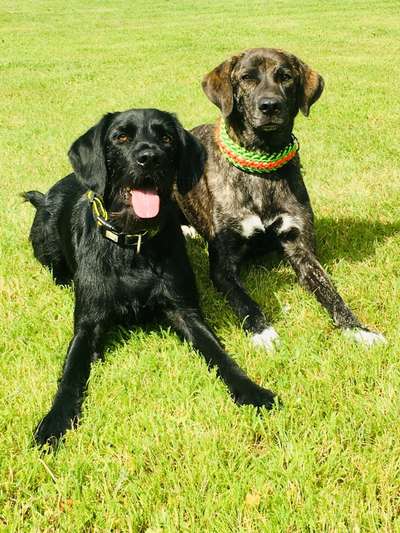 Mischlingshunde Foto Aufruf-Beitrag-Bild