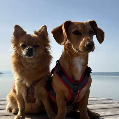 Hundetreffen-Gassi und spielen mit Wiener ROSIE-Bild