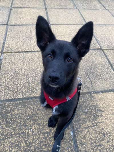 Seltene Rassen!-Beitrag-Bild