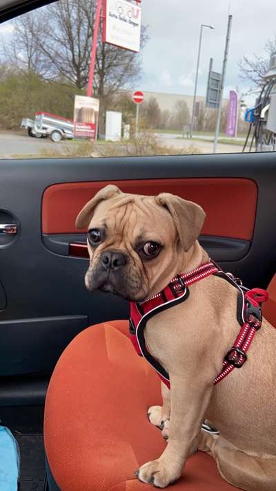 Zeigt her eure Frenchi-Beitrag-Bild