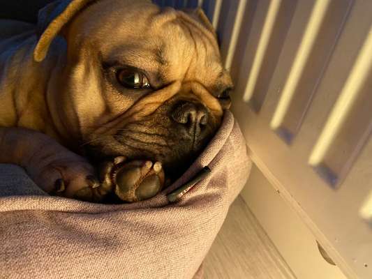 Französische Bulldoggen-Beitrag-Bild