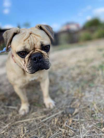 Französische Bulldoggen-Beitrag-Bild