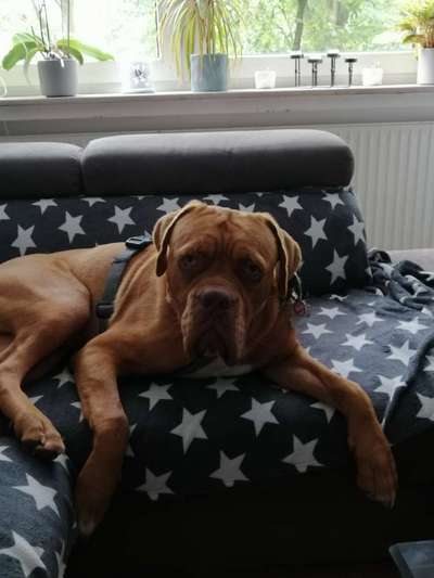 Hundetreffen-Gassierunde in Herten-Bild