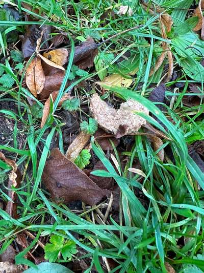 Giftköder?-Beitrag-Bild