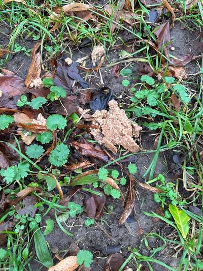 Giftköder?-Beitrag-Bild