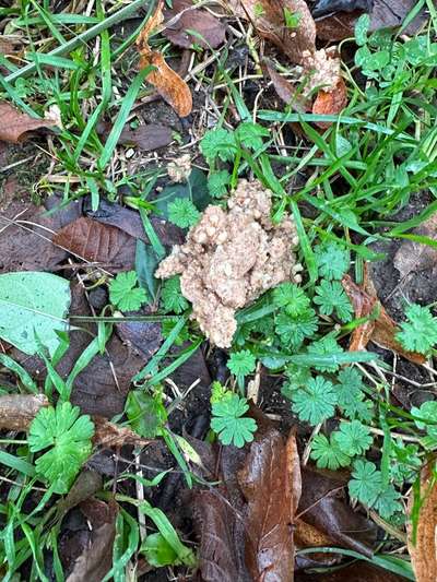 Giftköder?-Beitrag-Bild