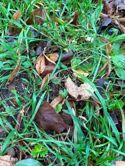 Giftköder?-Beitrag-Bild