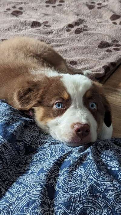 Welpen Bilder !-Beitrag-Bild