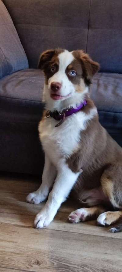 Welpen Bilder !-Beitrag-Bild