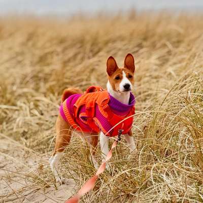 Hundetreffen-Basenjis in Bremen und umzu-Bild