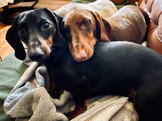 wo sind die Dackelfreunde-Beitrag-Bild