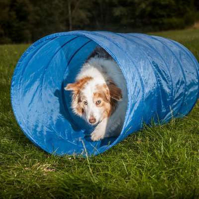 Hundeschulen-Hundeschule Hochwaldschnüffler-Bild