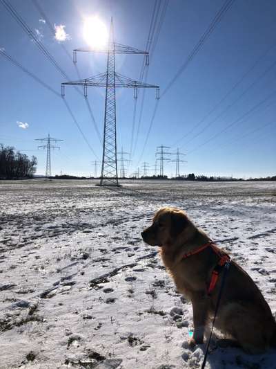 Zeigt die schönsten Schneebilder von eurer Fellnase ❄️-Beitrag-Bild