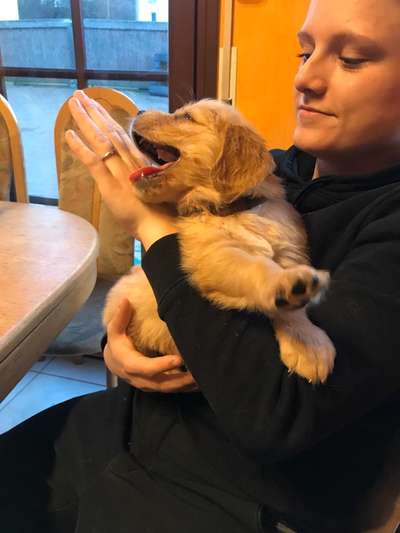 Als Welpen sind sie alle noch süßer-Beitrag-Bild