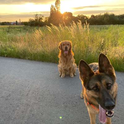 Hundetreffen-Gassi gehen, in Umgebung Viernheim, ab 17:00 Uhr-Bild