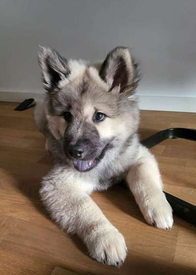 Eurasier hier?-Beitrag-Bild