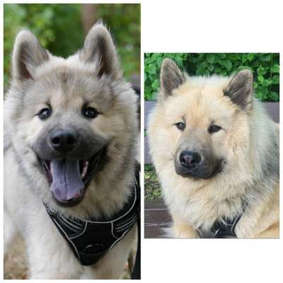 Hunde Porträt (Portrait) Galerie....-Beitrag-Bild